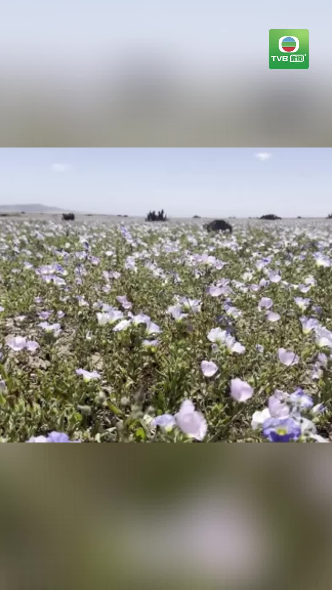 1001 desert.flower - 截图1