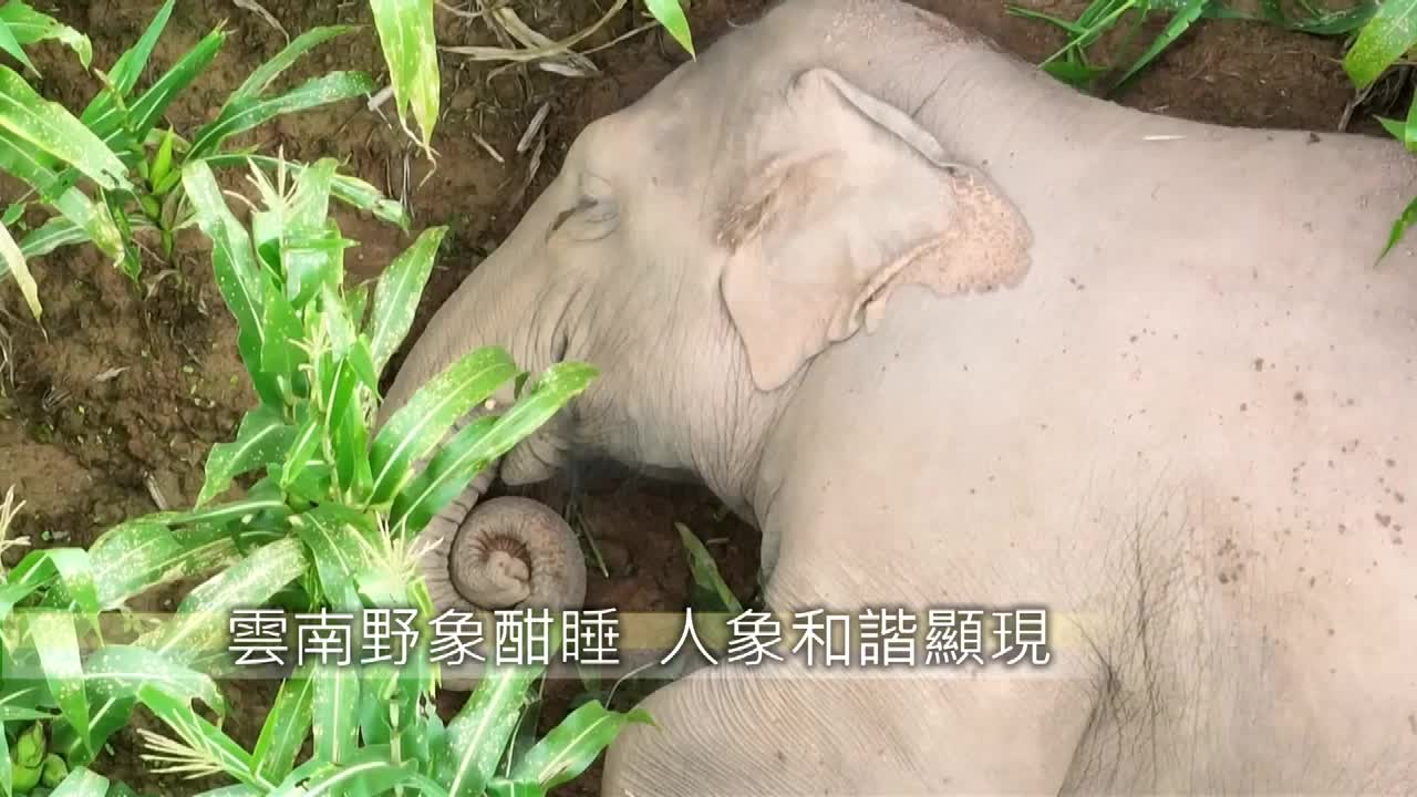 8493965_云南野象酣睡 人象和谐显现 - 截图2