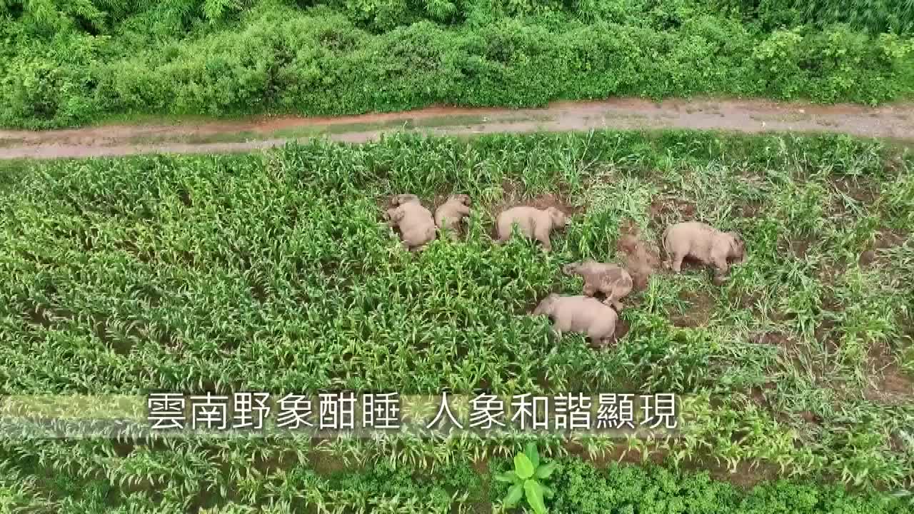 8493965_云南野象酣睡 人象和谐显现 - 截图3