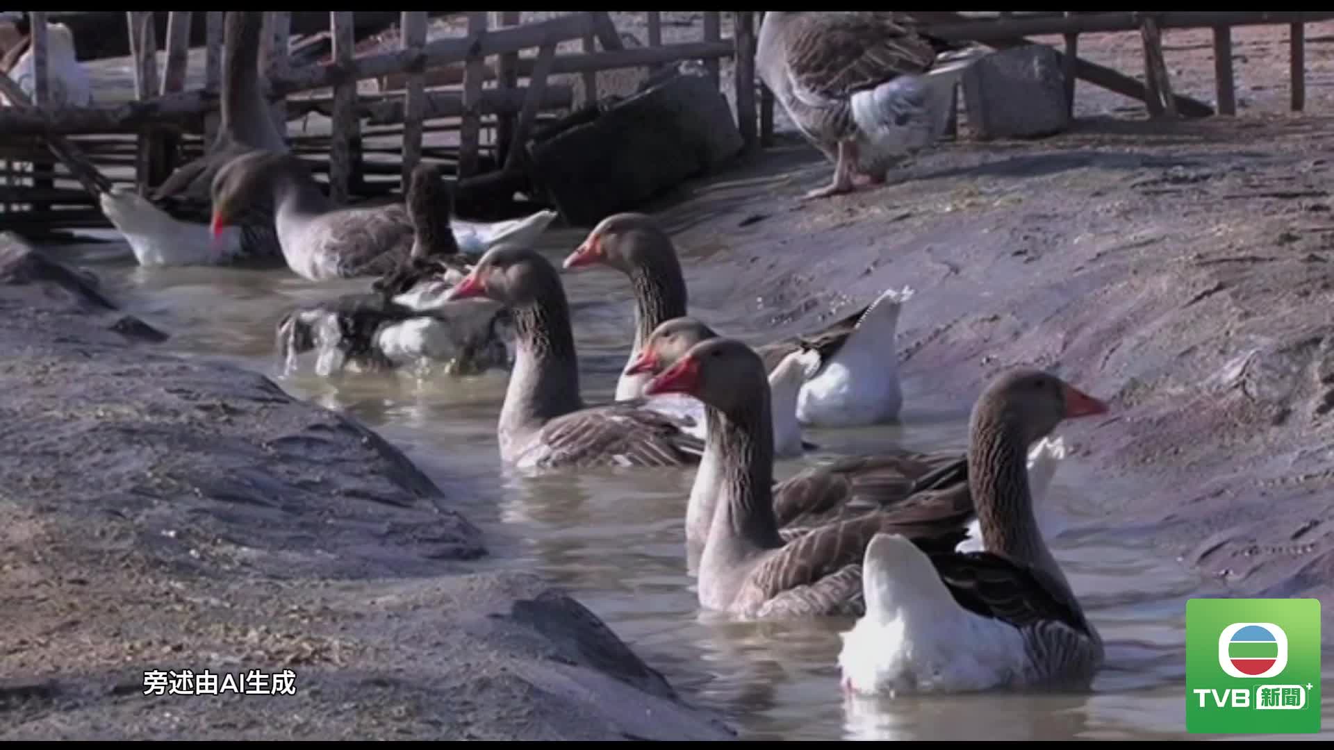 Foie gras - 截图2