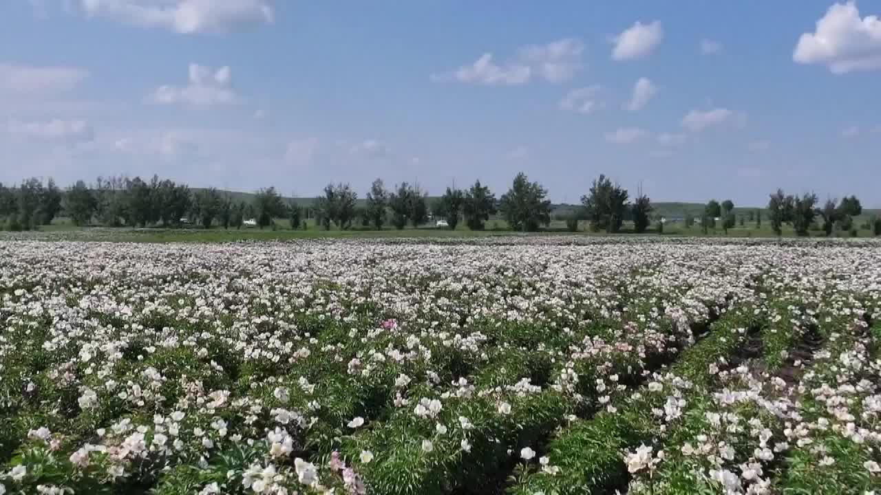 8484479_內蒙古紅芍藥花海綻放 DONE - 截图1