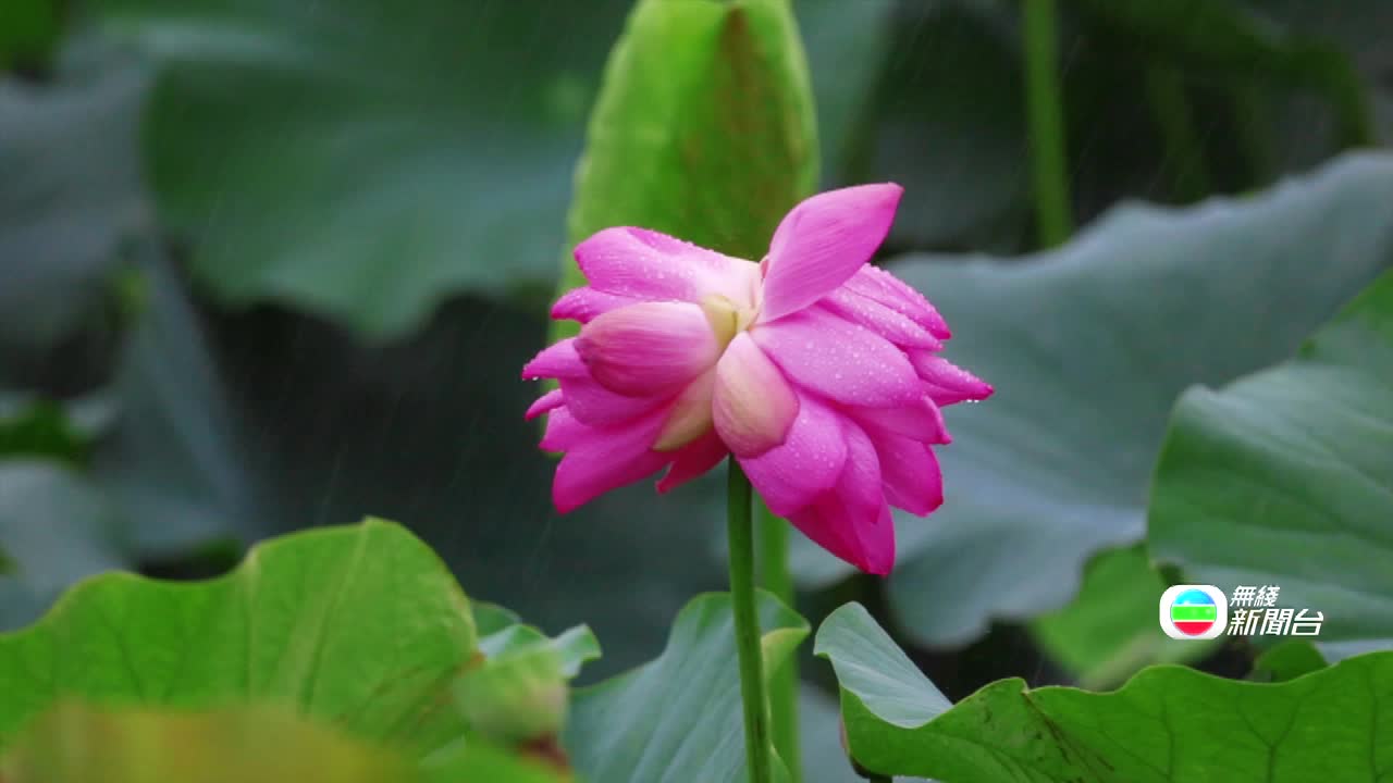 3. J.JS.LOTUS.MTV.0622-0709 - 截图5
