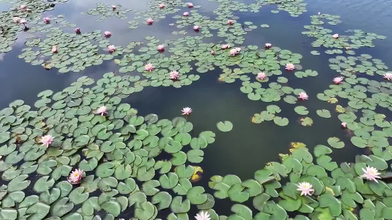 8482125_雲南又見並蒂蓮綻放 - 截图7