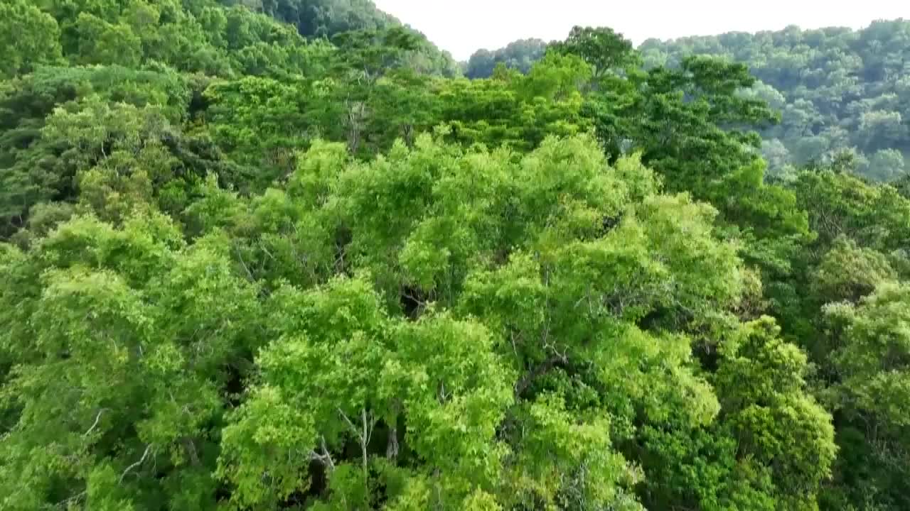 8503326_中國首批國家公園 保育成效顯著 - 截图5