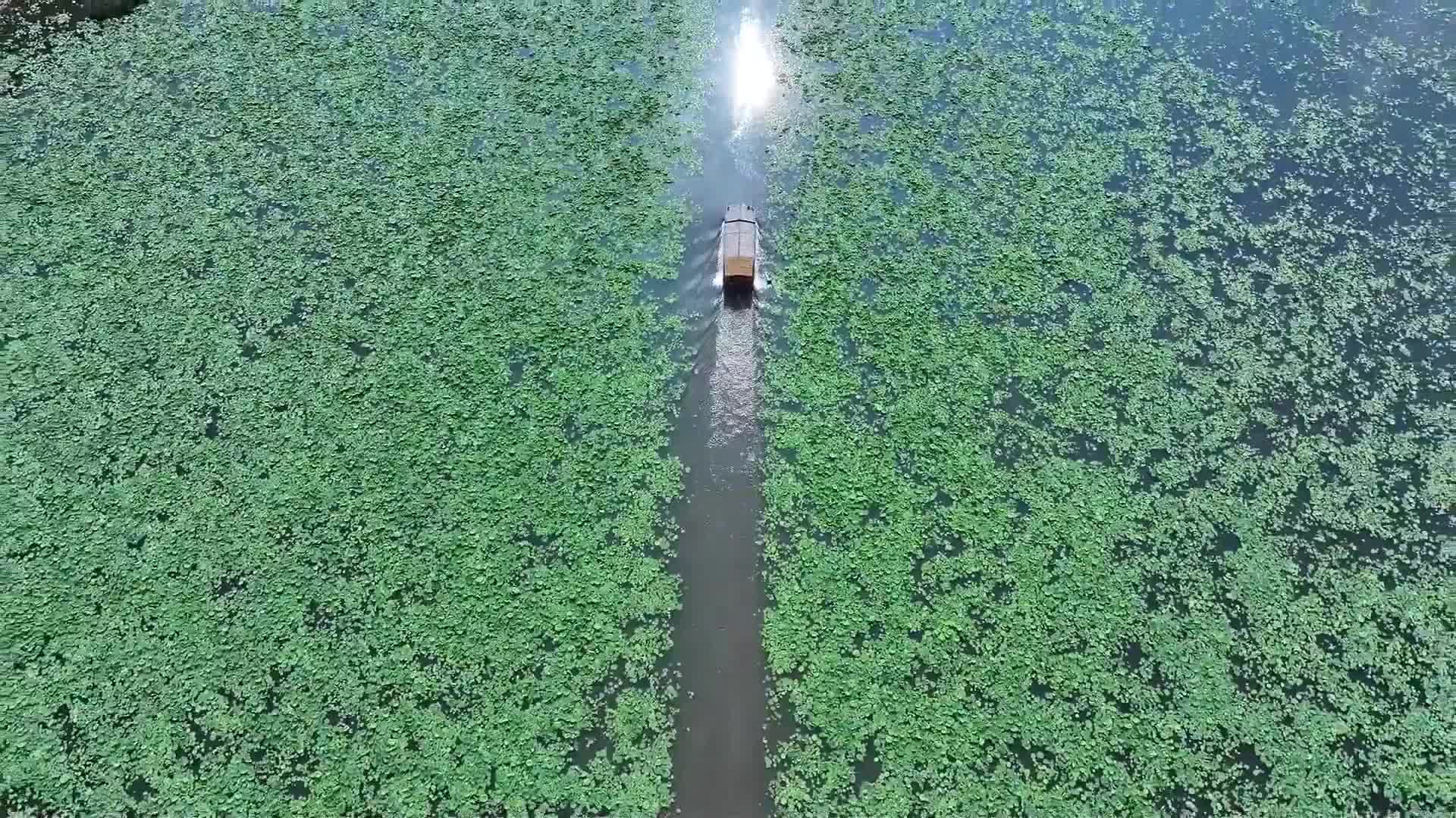 8482125_雲南又見並蒂蓮綻放 - 截图7