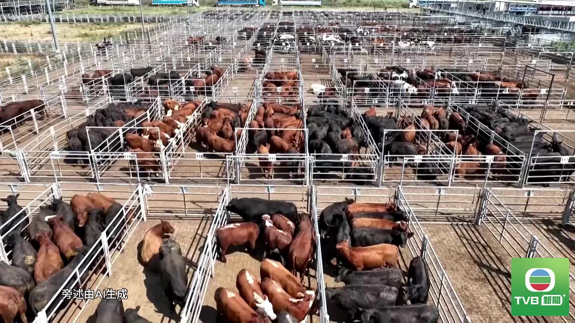0610 RUS CATTLE - 截图1