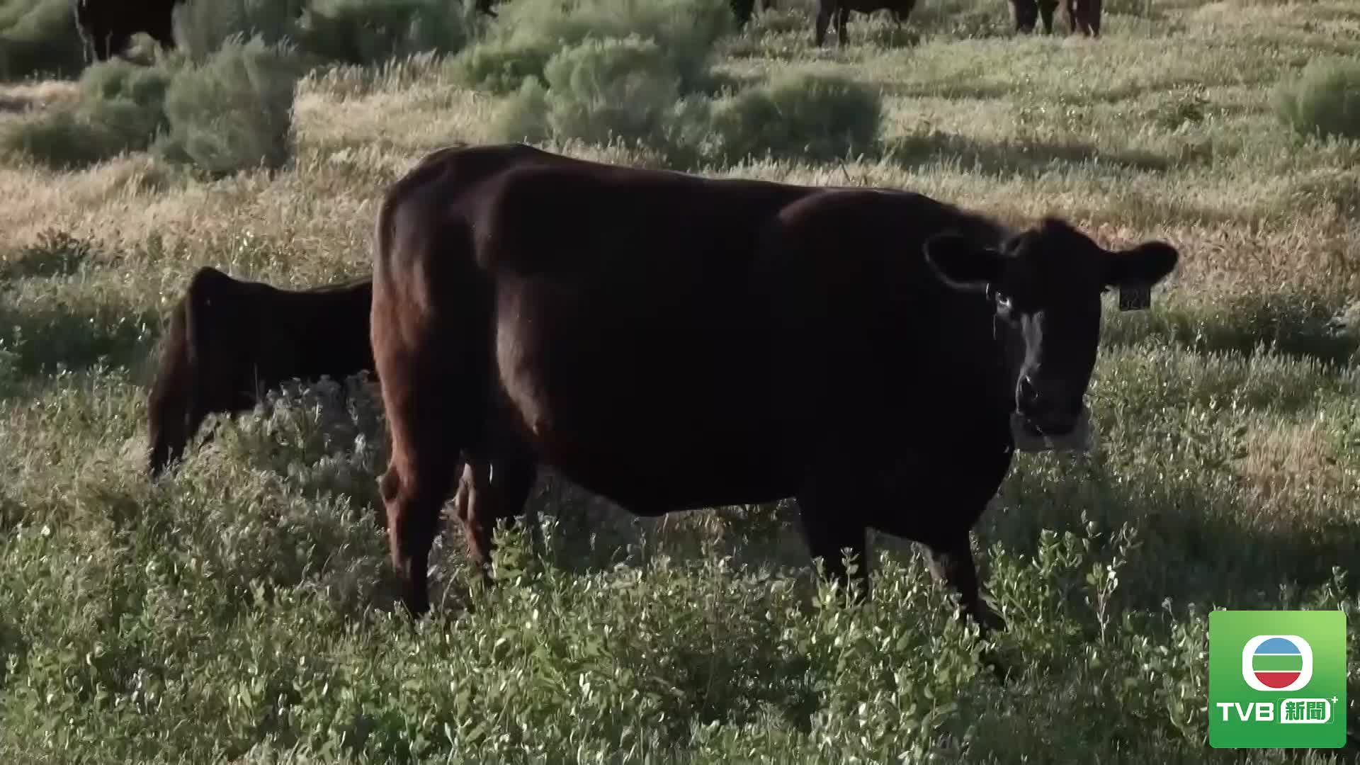 0610 RUS CATTLE - 截图4