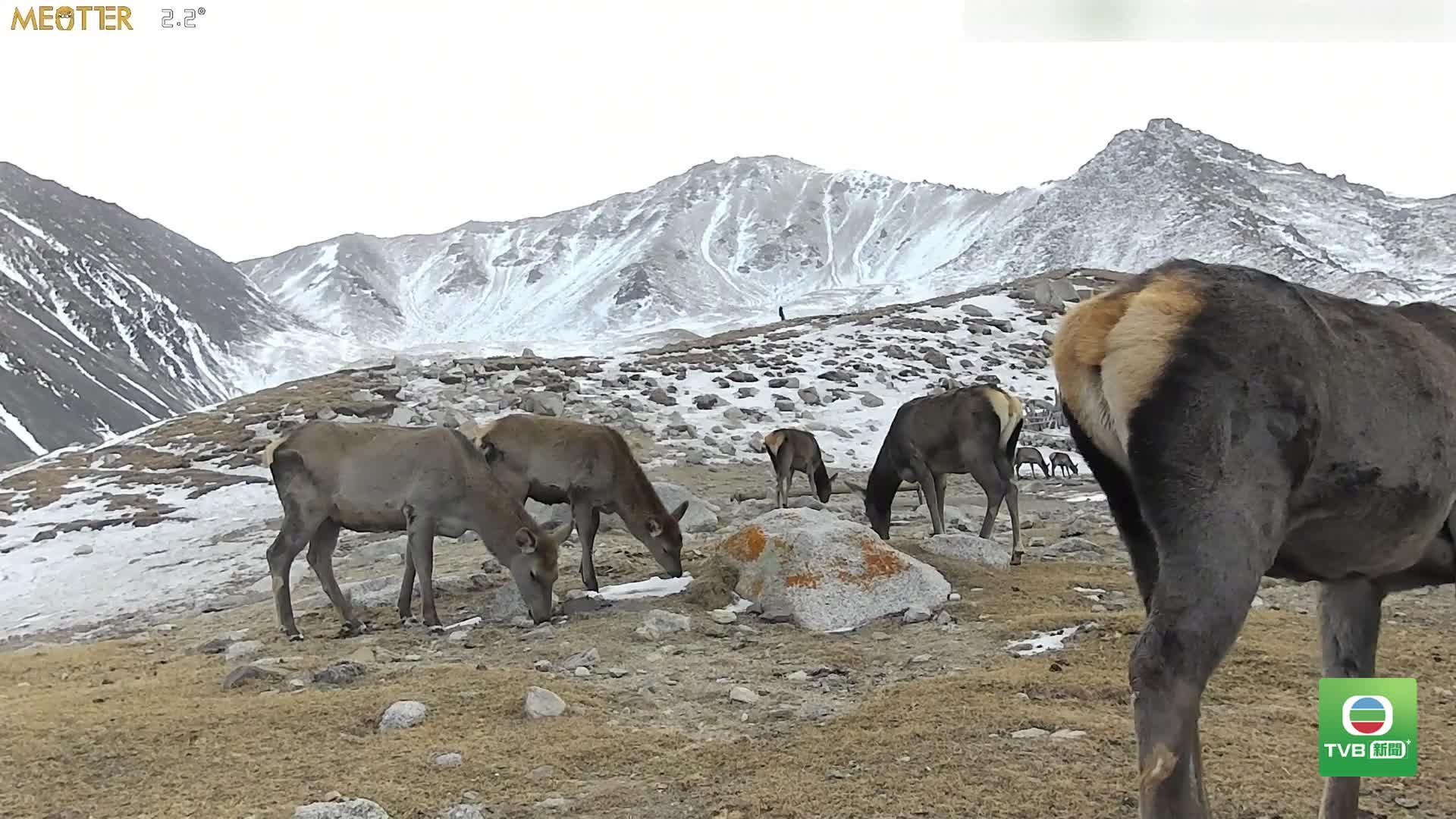 20260716 ANIMAL - 截图5