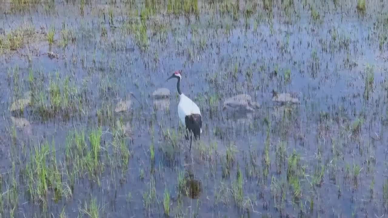 8481996_黑龍江烏裕爾河珍稀鳥類繁殖高峰 ＤＯＮＥ - 截图4