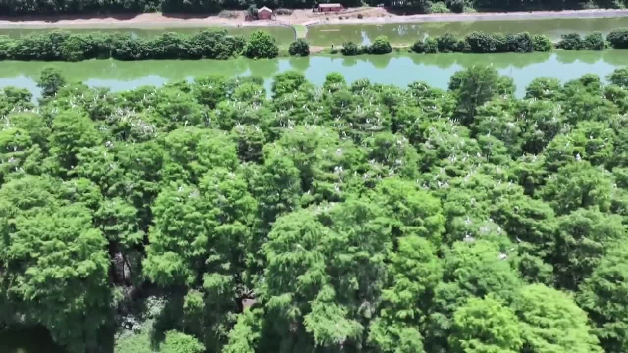8485350_HD-50i_鄱陽湖夏候鳥 萬隻幼鳥學飛 - 截图7