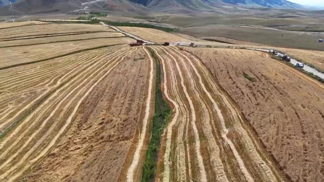 8494726_新疆高山麥熟 機械收割繁忙 俯瞰神州 - 截图7