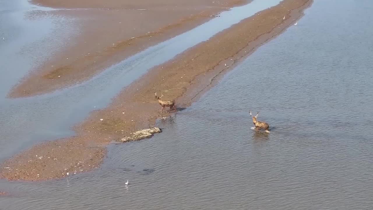 8502255_湖南洞庭湖畔 候鳥南遷停歇 - 截图5