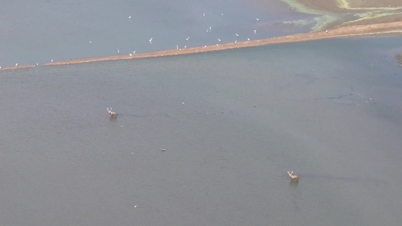 8502255_湖南洞庭湖畔 候鳥南遷停歇 - 截图7