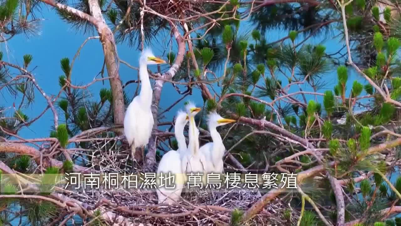 8487811_河南桐柏濕地 萬鳥棲息繁殖 - 截图3