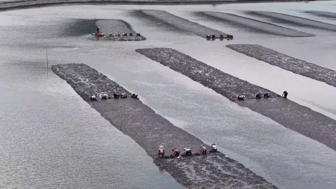 8486697_福建寧德縊蟶豐收 日產量應市 - 截图5