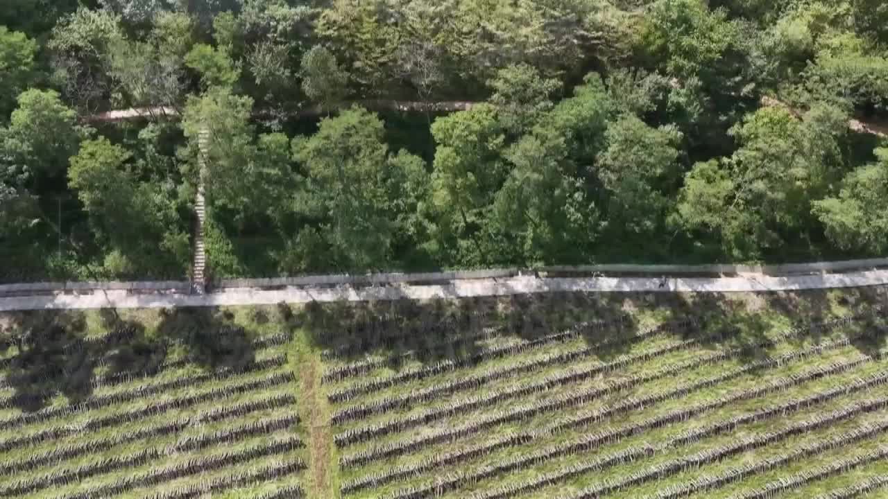 8500038_甘陝野放朱䴉 保育產業共贏 - 截图6