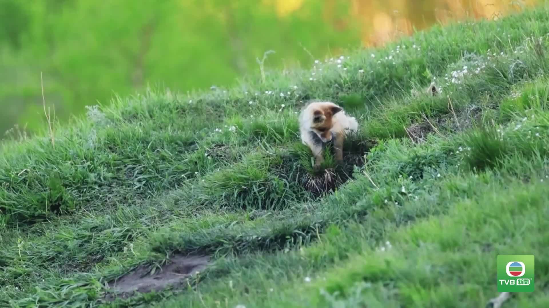 20260624 FOX - 截图2