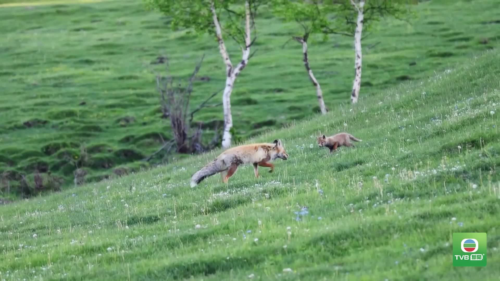 20260624 FOX - 截图4