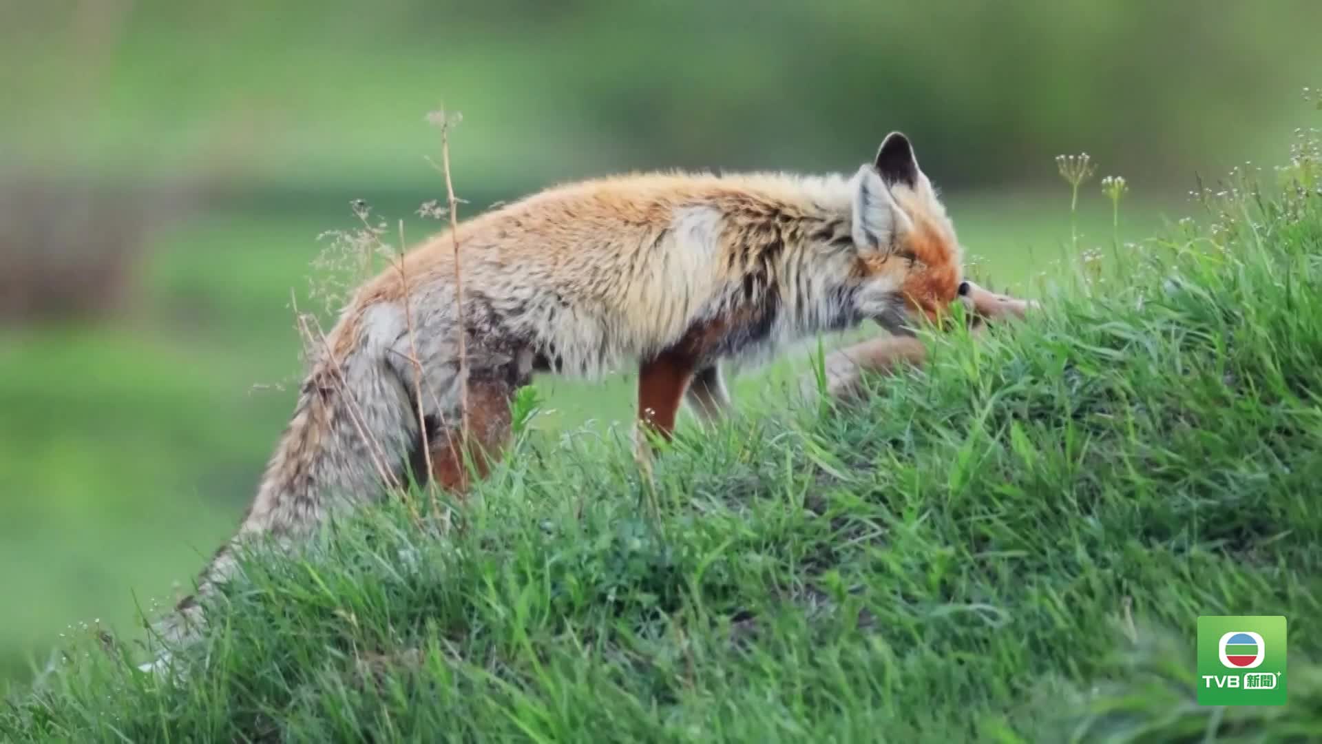 20260624 FOX - 截图6