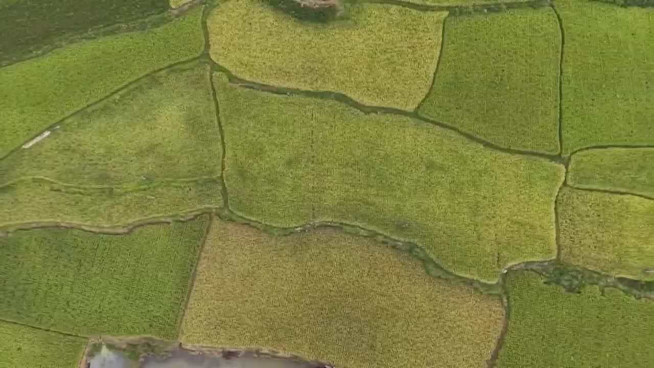 8495363_中國早稻穩產 連續六年豐收 - 截图7