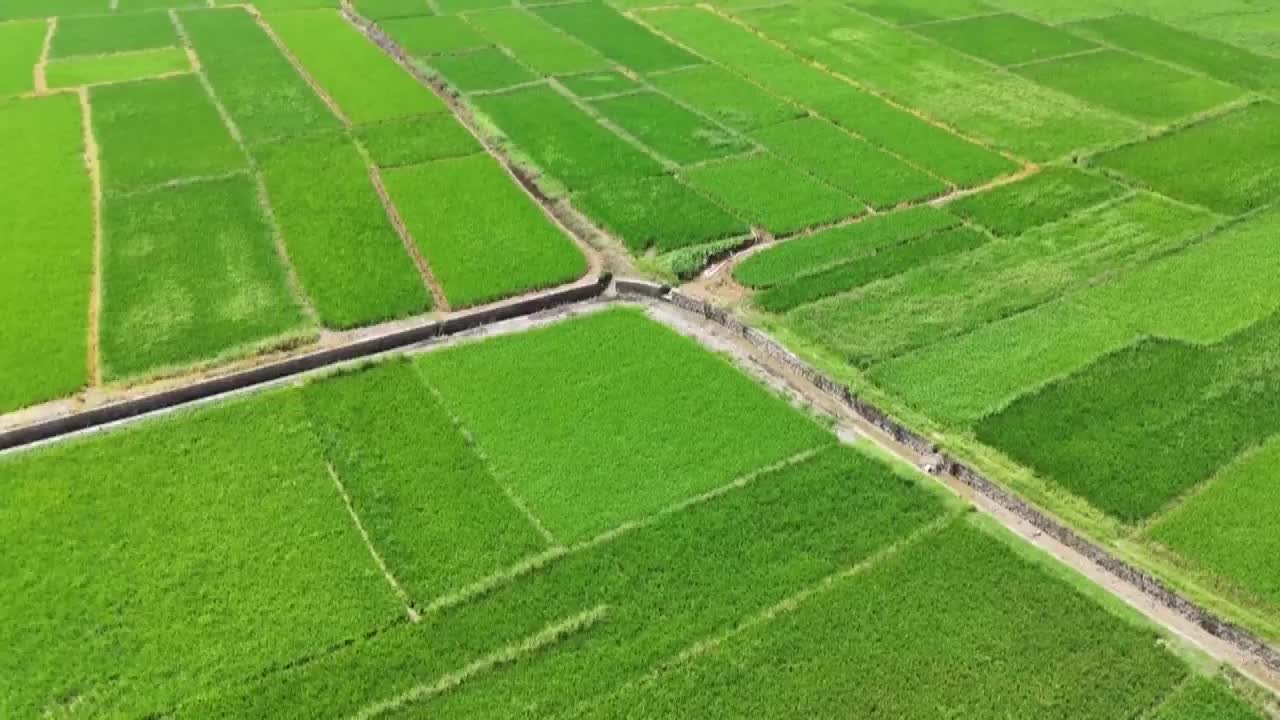 8500346_中國糧食根基穩 抗厄爾尼諾 - 截图7