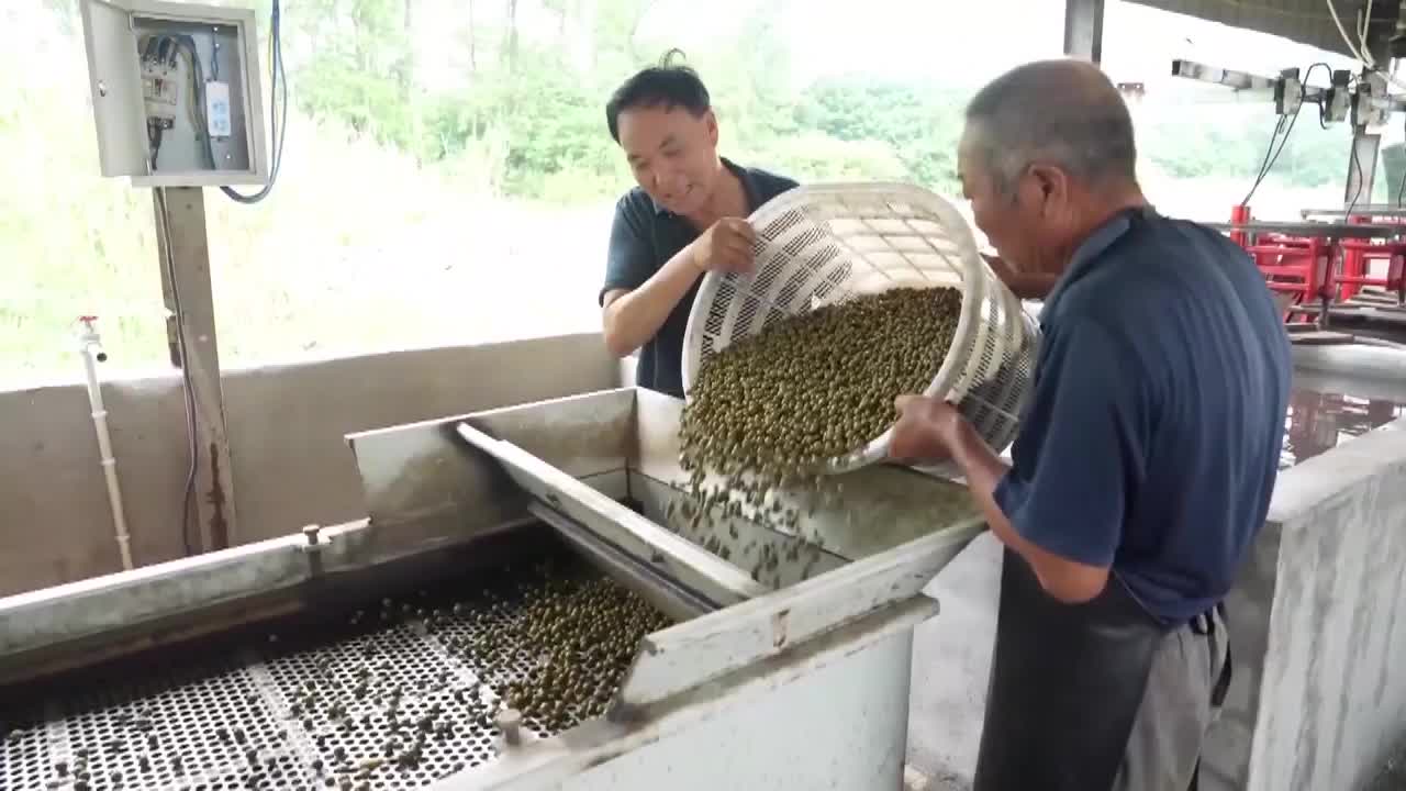 8495677_安徽芡實豐收 秋日滋補佳品 俯瞰神州 - 截图5