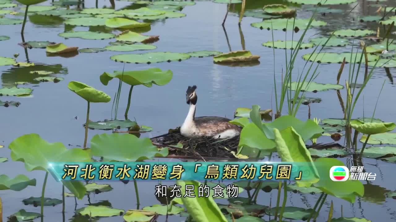 1-J.HB.BIRDS.0618-0629 - 截图3
