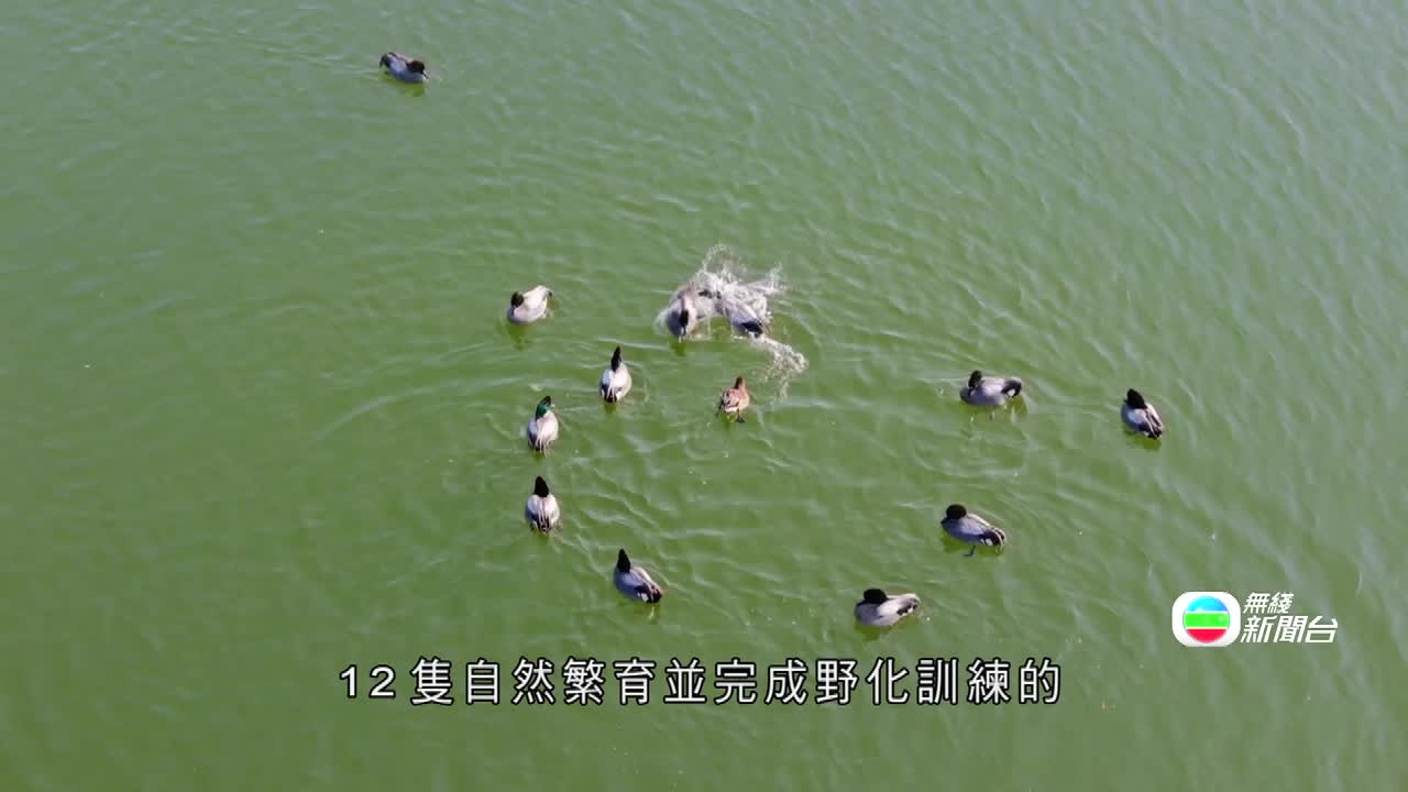 1-J.HB.BIRDS.0618-0629 - 截图7