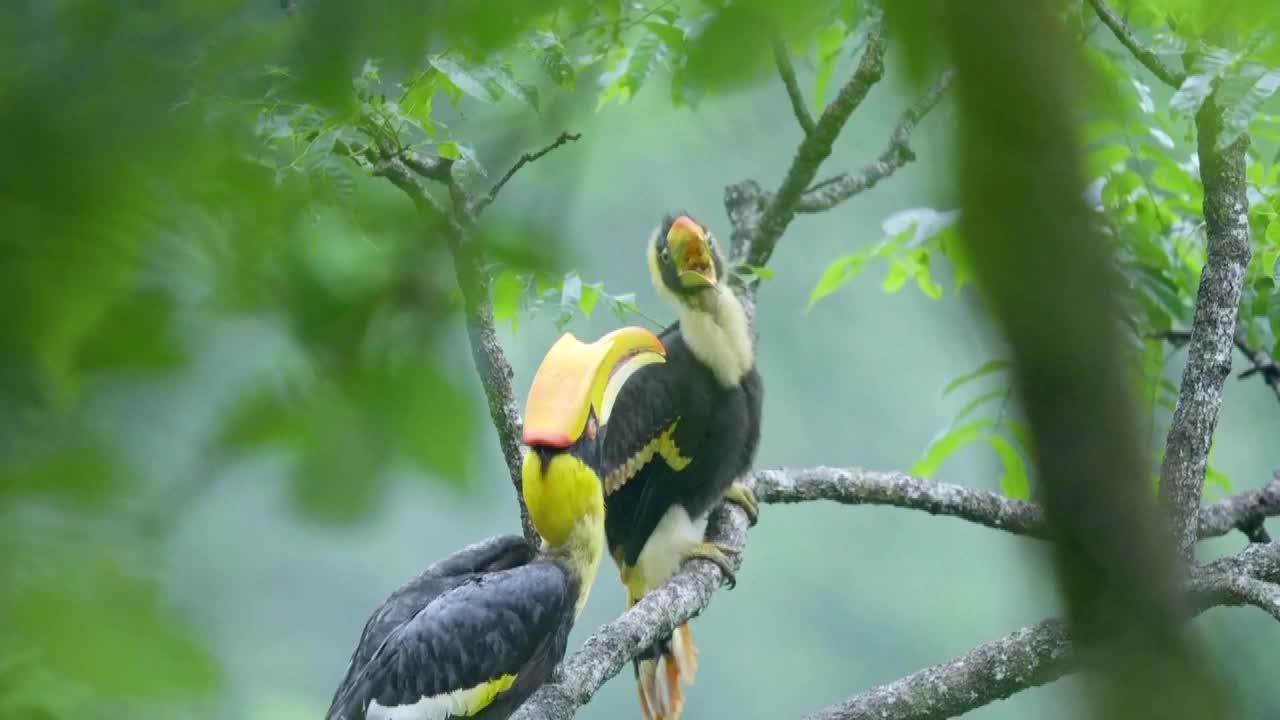 8487685_雲南盈江犀鳥 雛鳥離巢珍貴   俯瞰神州 - 截图5