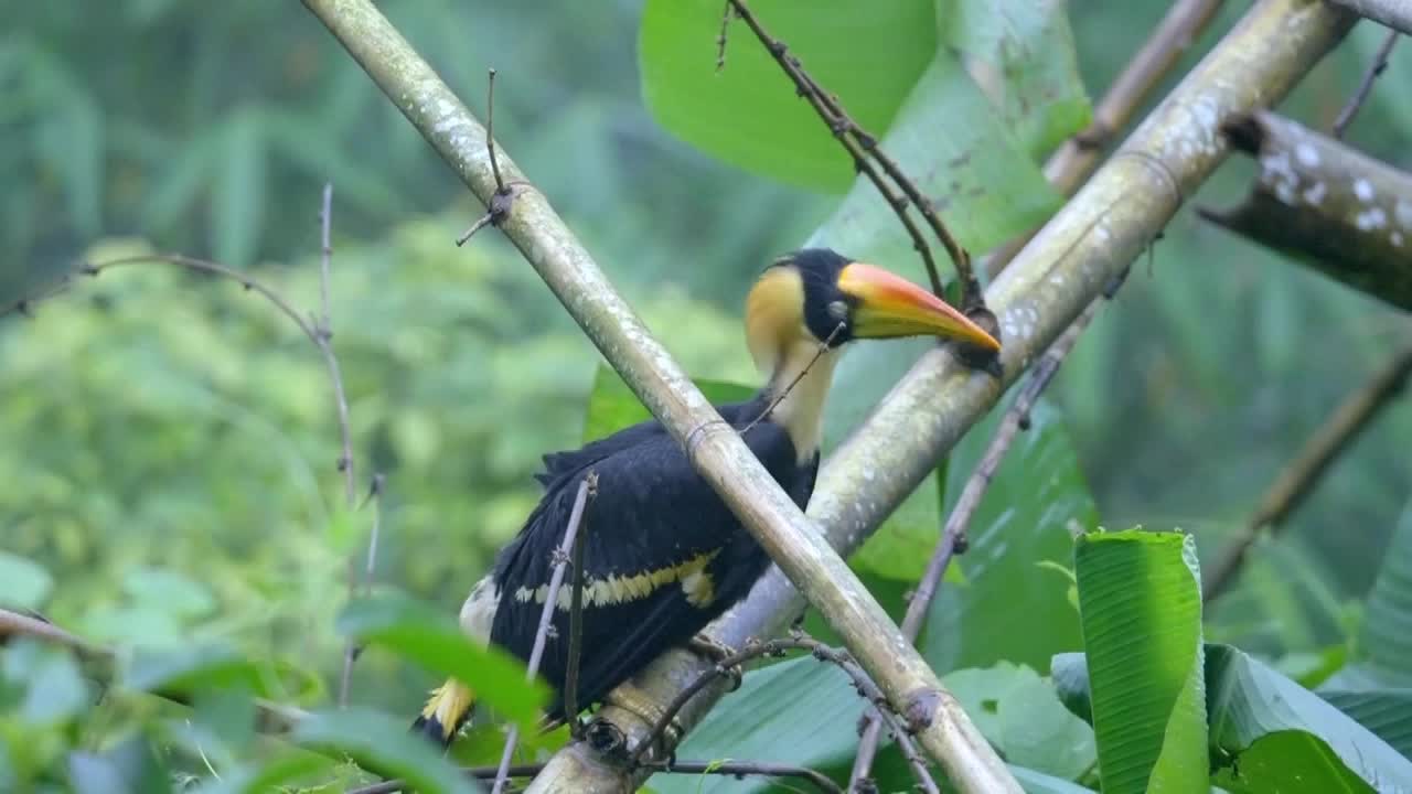 8487685_雲南盈江犀鳥 雛鳥離巢珍貴   俯瞰神州 - 截图6